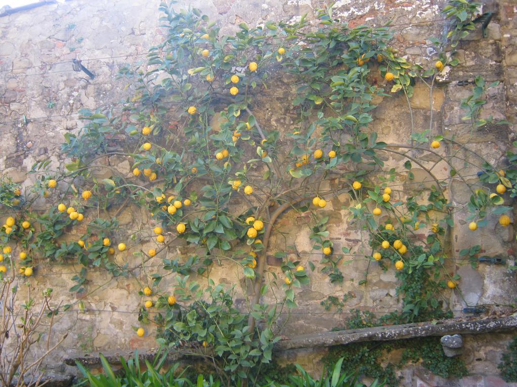 Holiday Home Il Borgo Degli Agrumi Uzzano Kültér fotó